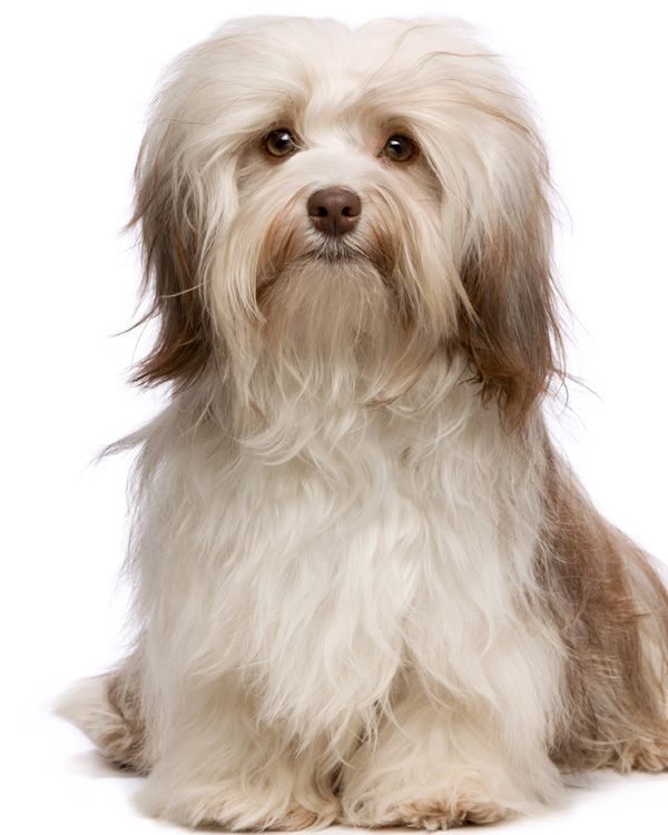 Borstelabonnement AnimalCribs Trimsalon