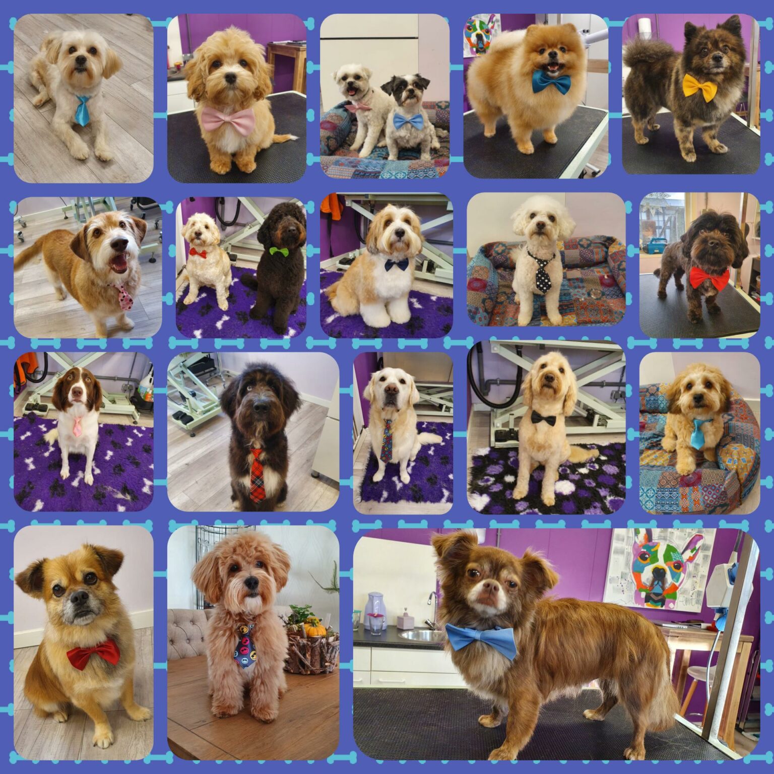 AnimalCribs Trimsalon Dé trimsalon voor jouw viervoeter!